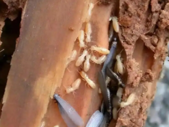 永州白蚁防治公司分享学校、医院等公共场所白蚁防治管理方案